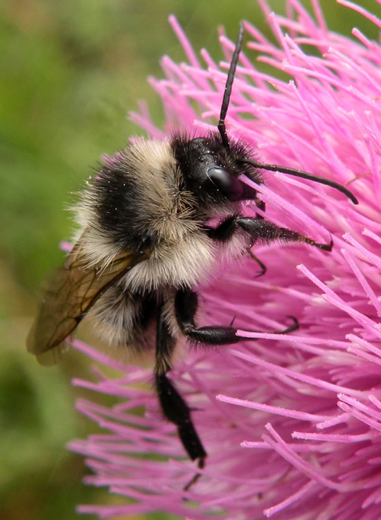 Bombus tipo cromatico mesomelas